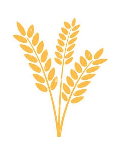 Wheat